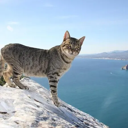 Willa Benicolada - Plusholidays