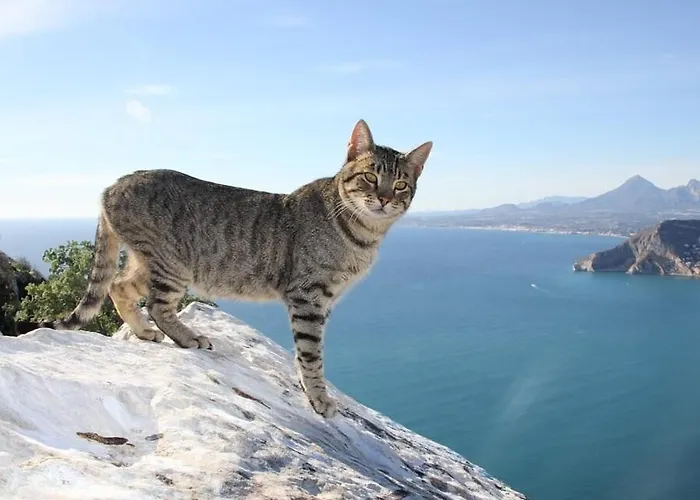 Vila Benicolada - Plusholidays